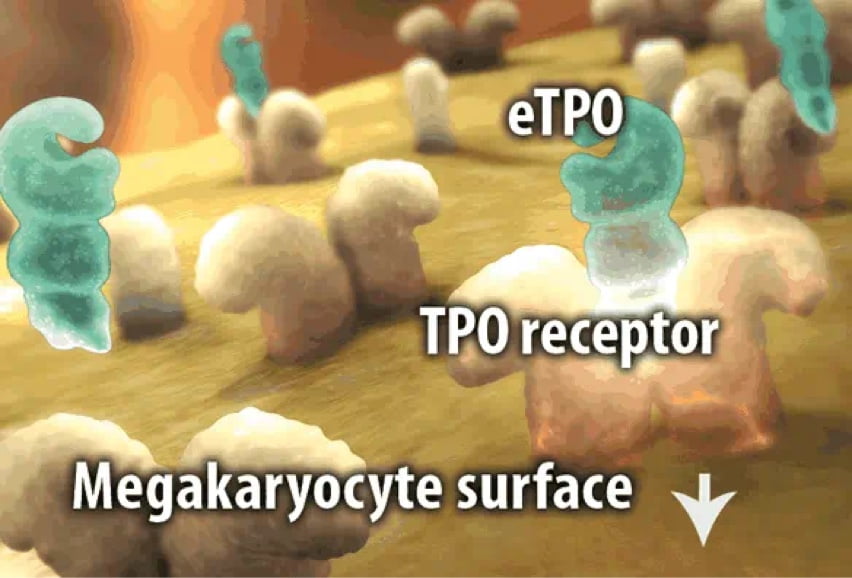 Normal thrombopoiesis